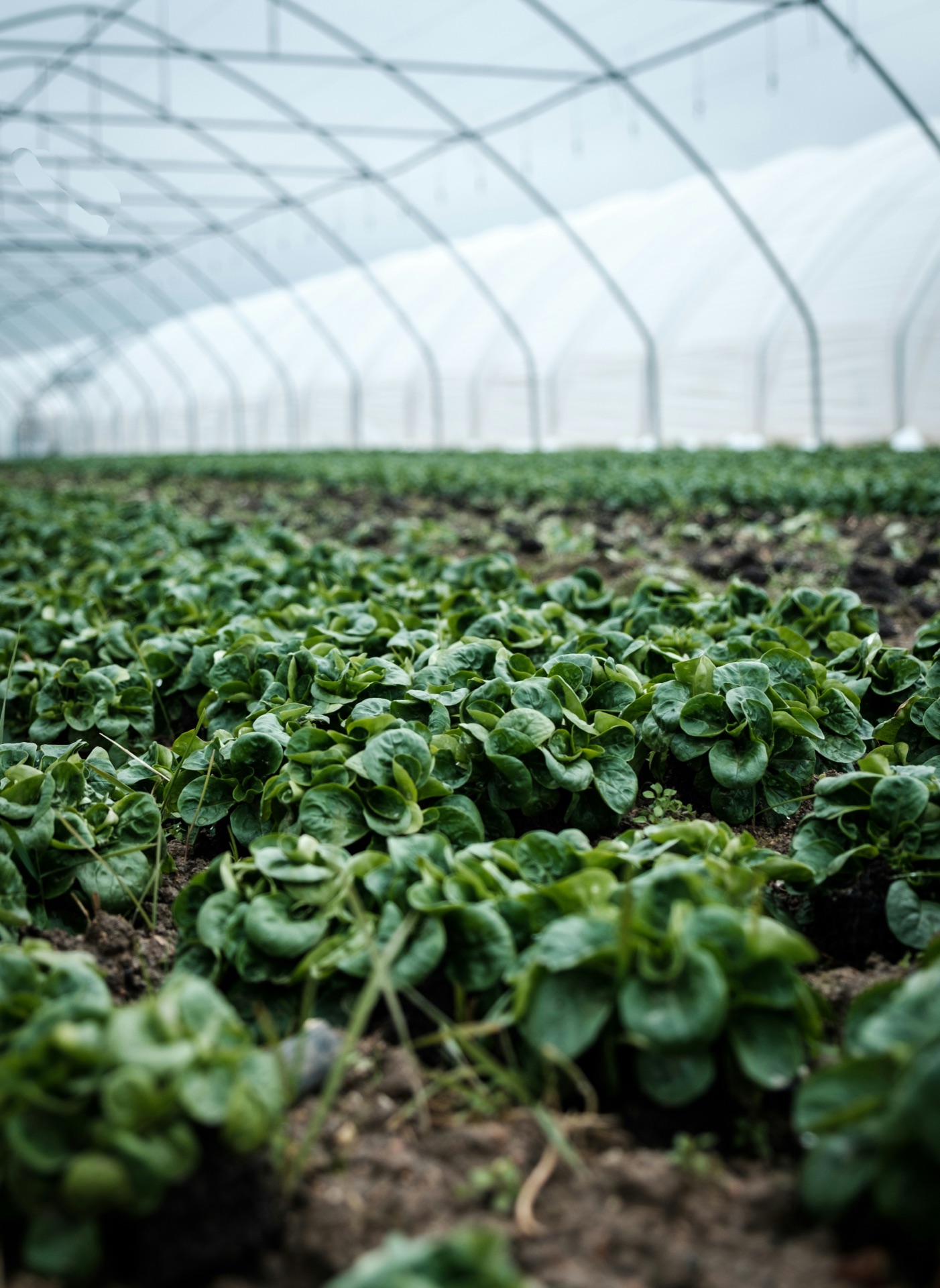 Crops growing under a greenhouse tunnel